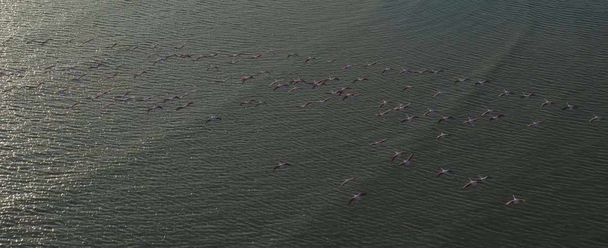 A flock of birds flying over the sea