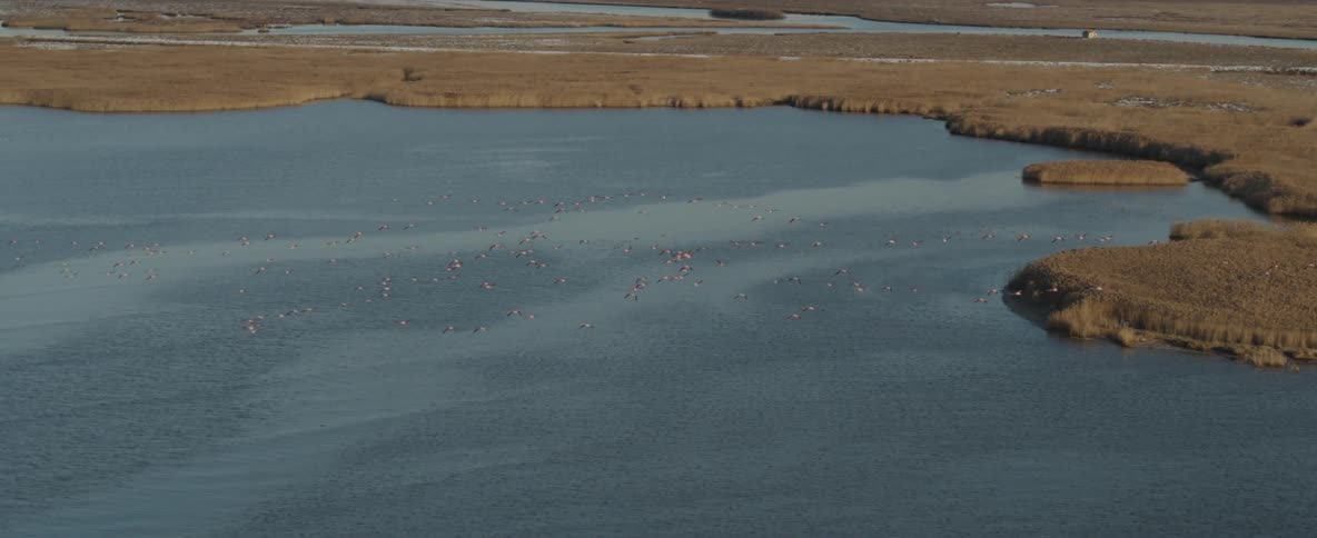 A flock of birds flying over a lake