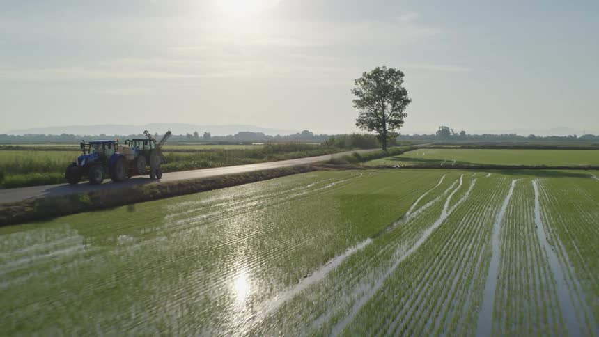 Tractor passing on a street in the middle of a rice plantation in a blue sky with a sun