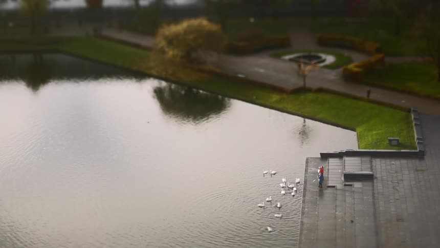People looking at some ducks at a lake