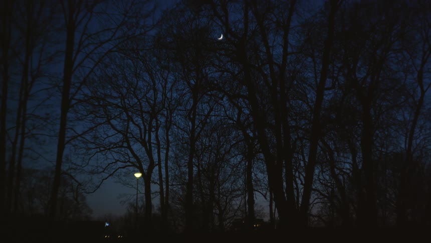 Leafless trees towering over streetlight at night allow glimpse of crescent moon