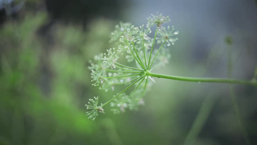 Closeup of a plant with a green stem and water drops