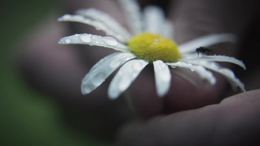 A daisy with a fly on it is plucked from its stem by a mans hand