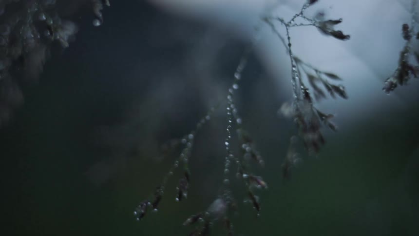 A plant with branches covered in dew drops