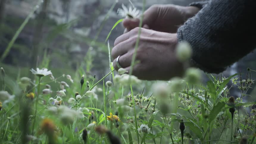 A clip of a person plucking a flower