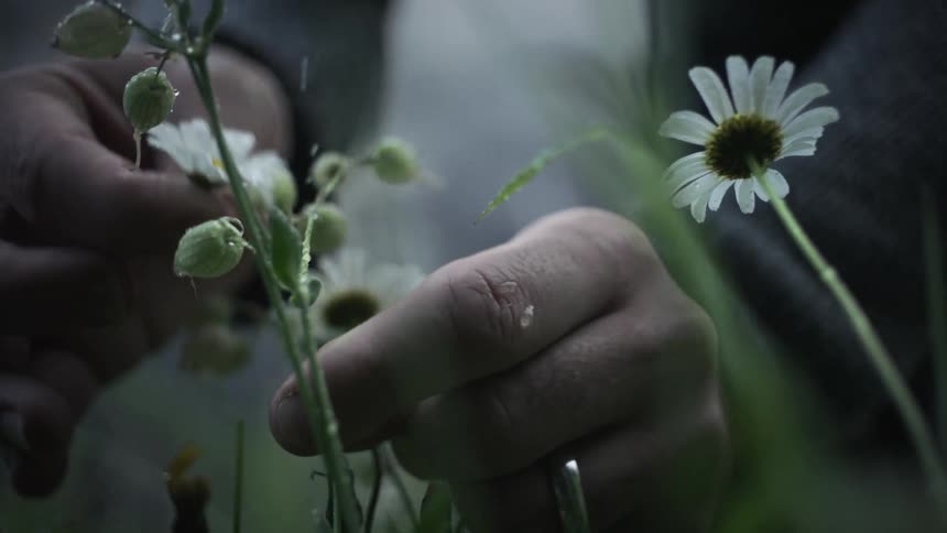 Hands of a person cutting and picking a daisy flower outdoors