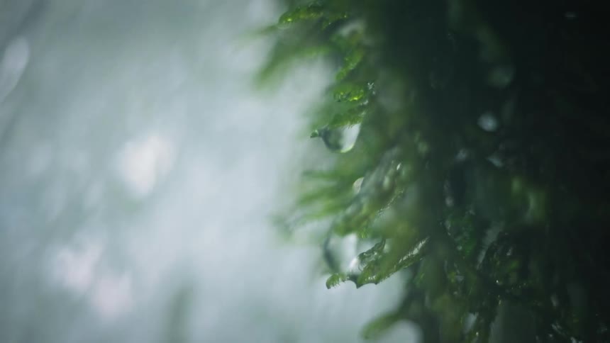 Water dripping from green moss next to a waterfall