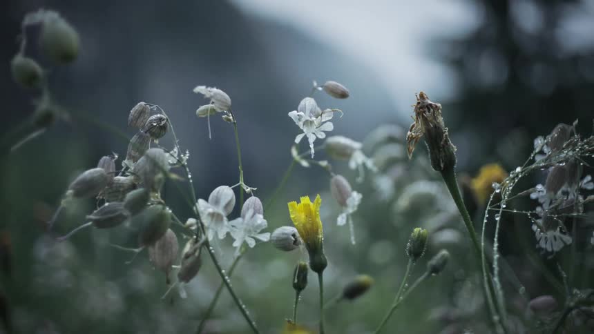 Close up he plants dry plants with yellow and white shoots with rainwater droplets