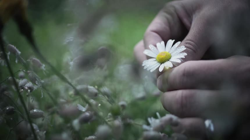 A persons hand picking a daisy flower from a natural garden