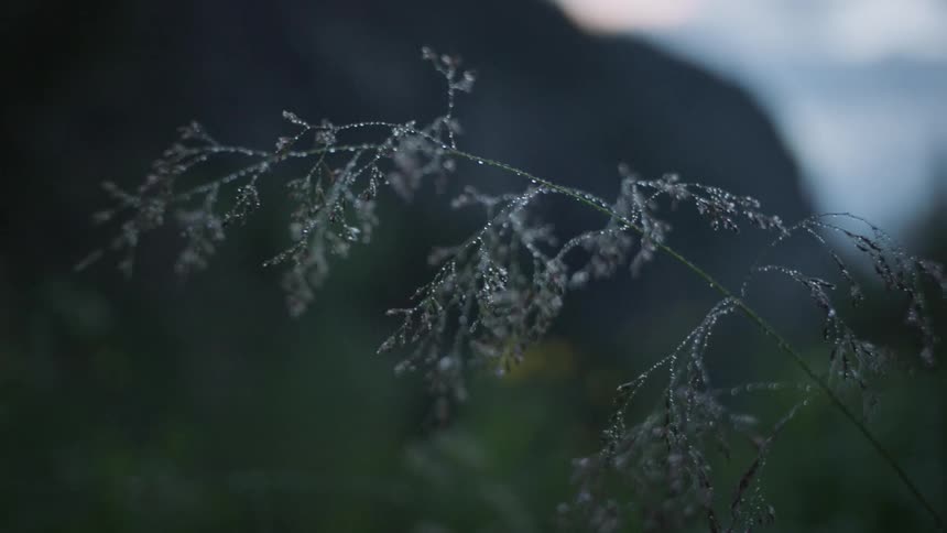 Dew coats long stemmed plant swaying in breeze in field near mountain