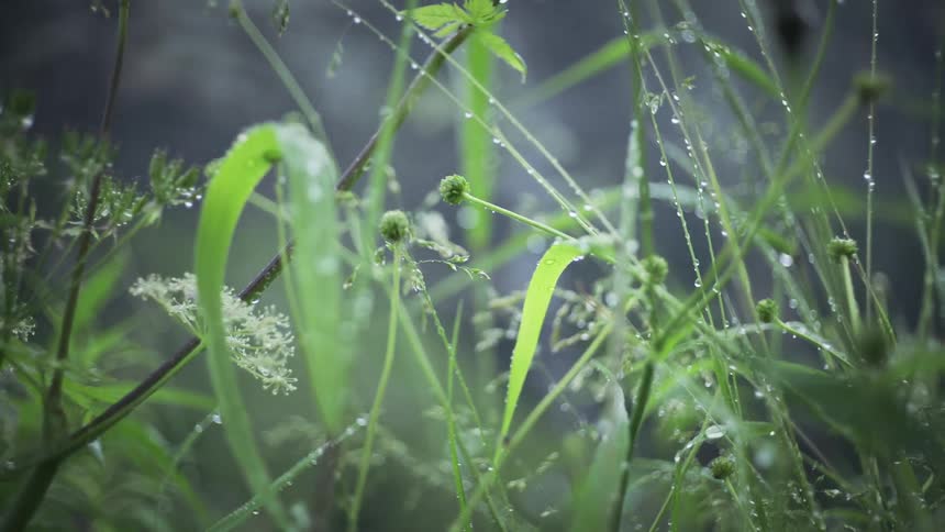Dew coats wildflowers and blades of grass during the day