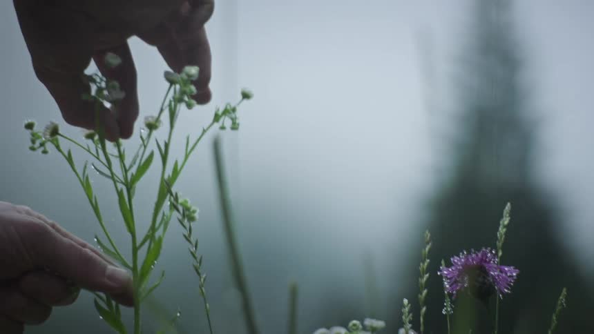 A shot of a man picking flowers