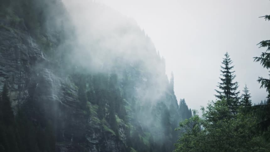 A misty mountain landscape near a pine tree forest surrounded by fog