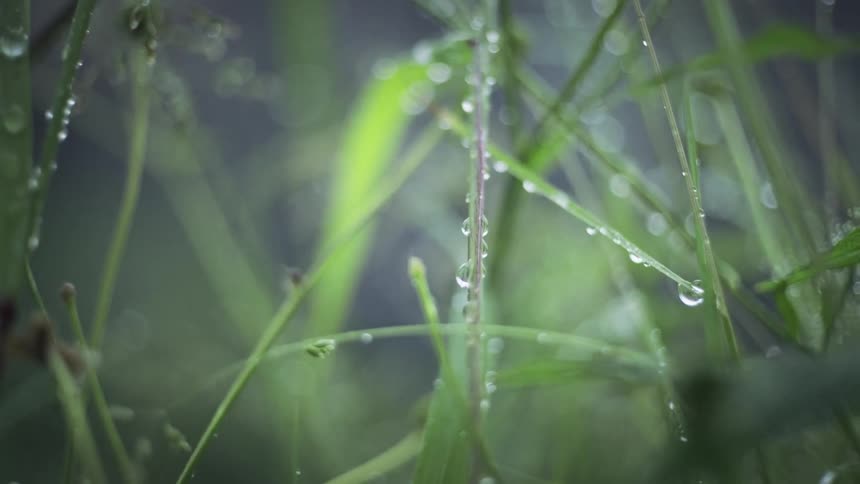 Closeup on greenish plant leaves and stems with rainwater drops
