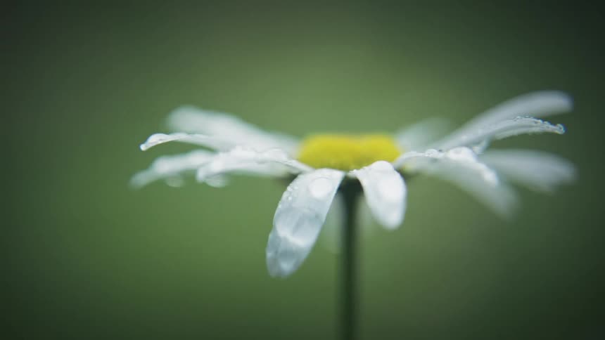 Drops of water slipping down a daisys petals