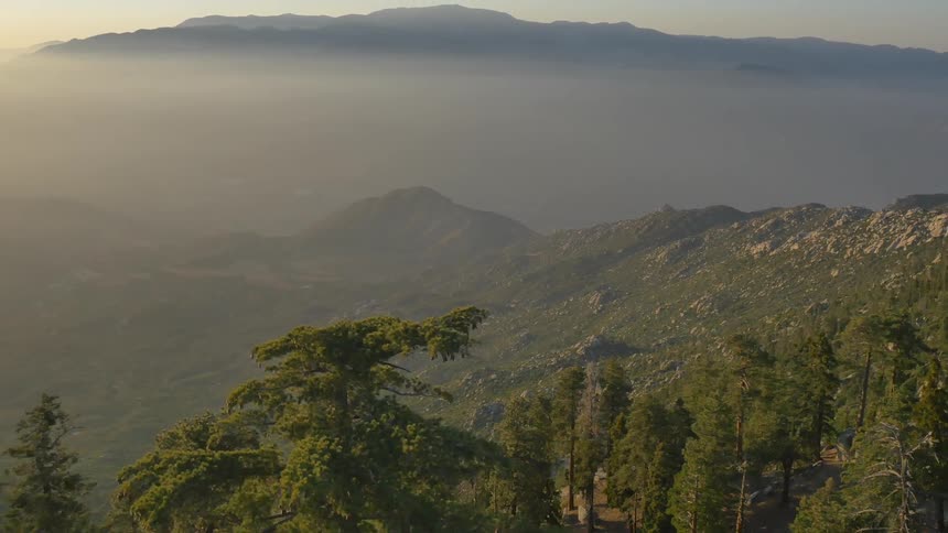 Aerial view of a forest