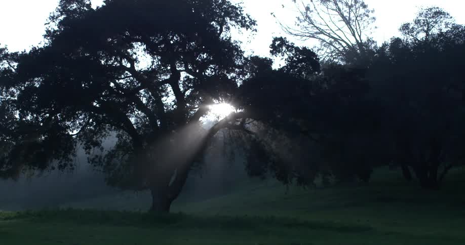 A lone tree in the grass