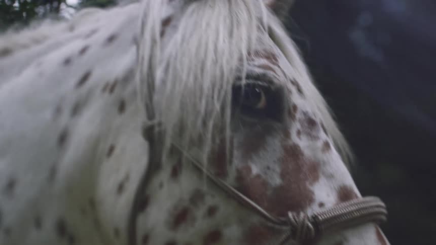 Closeup of a spotted horse with a white mane