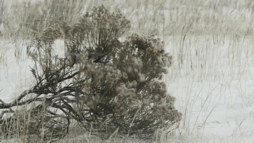 Wind blows snow past some sagebrush