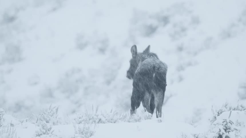 A cow moose walking away during a snowstorm
