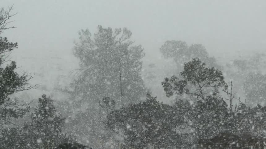 A snow storm covering a forest in snow