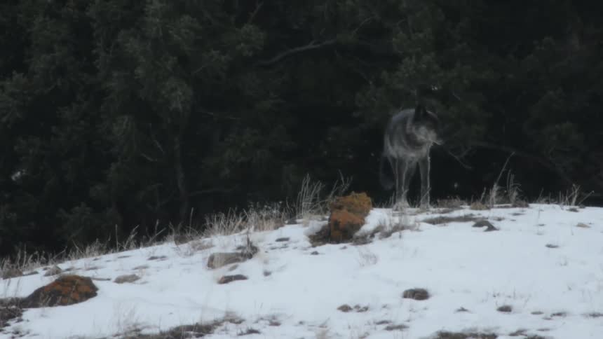 A wolf stands up at the edge of a forest in winter