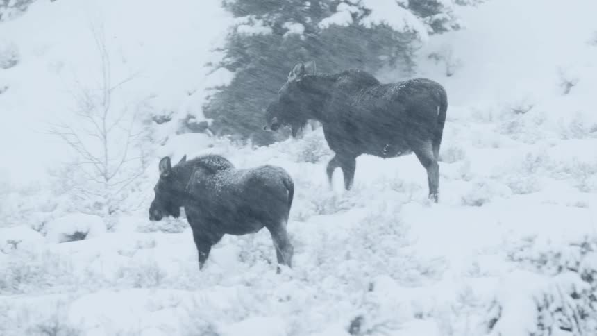 A pair of moose walking in the snow