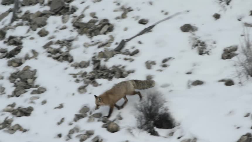 A fox runs across a snow covered hillside
