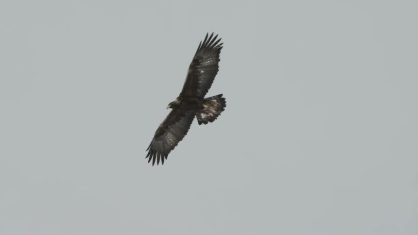 Eagle flying in a cloudy sky