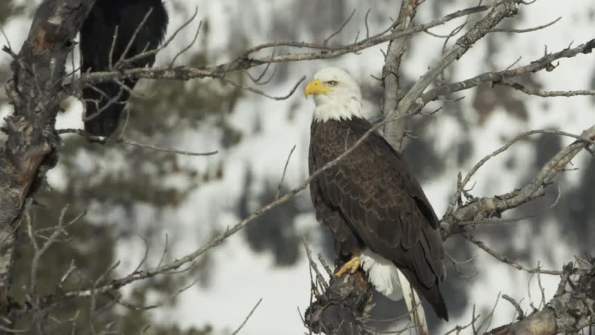 A bald eagle sitting in a tree