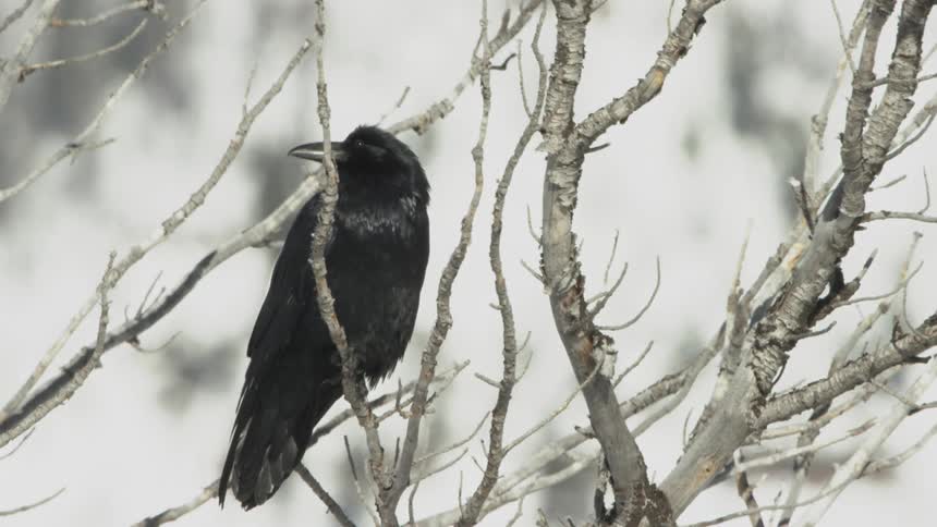 A raven sitting in a tree looking around