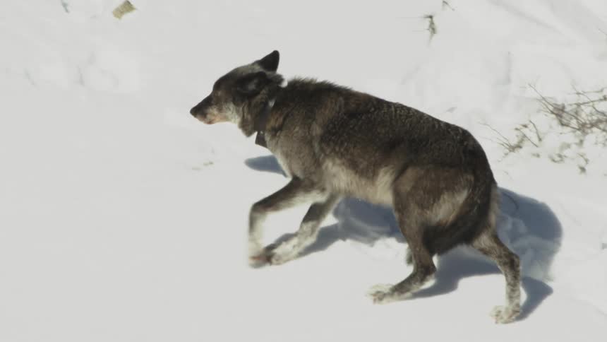 A wolf with its tail between its legs walking on a snow covered ground