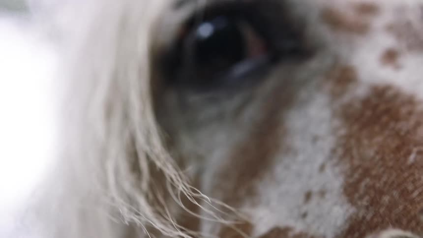 Closeup of the face and eyes of a horse with white fur