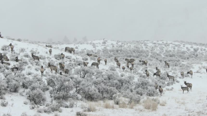A herd of elk grazing in a snowstorm