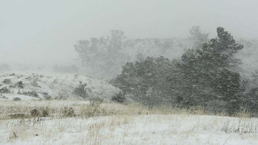A heavy snowstorm at the edge of a forest