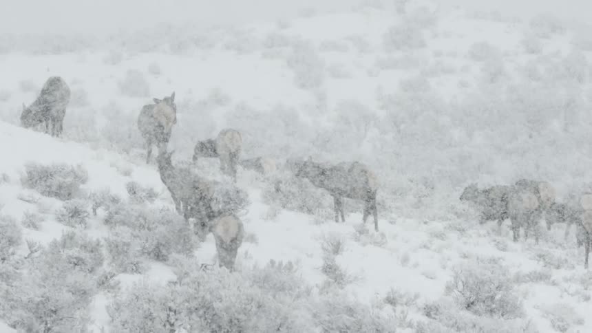 A herd of elk grazing during a snowstorm