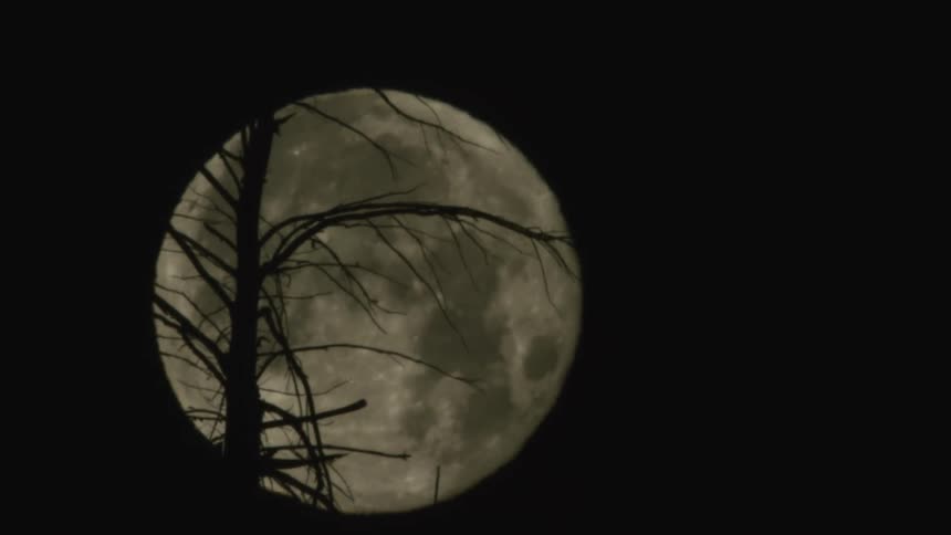 The moon descending in the night sky with a dead tree silhouette