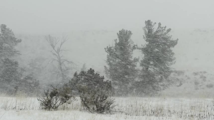 A snowy landscape with trees and shrubs during a snowstorm