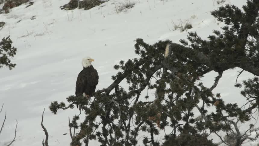 Eagle on a tree branch in a snow covered environment