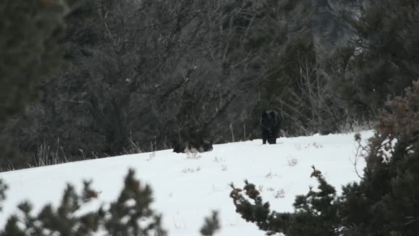 A couple of black wolves on a snowy landscape near a forest