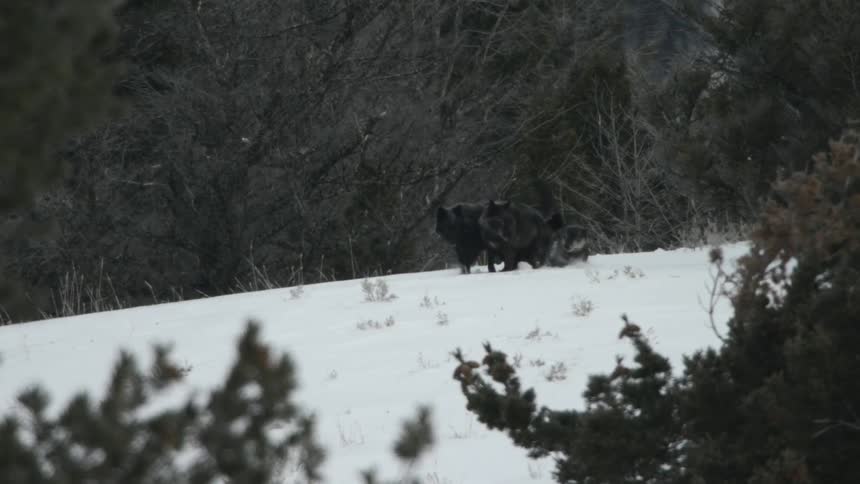 Wild gray wolves playing among themselves in the middle of a forest covered in snow