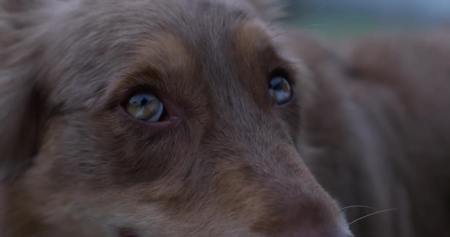 Up close of a dog