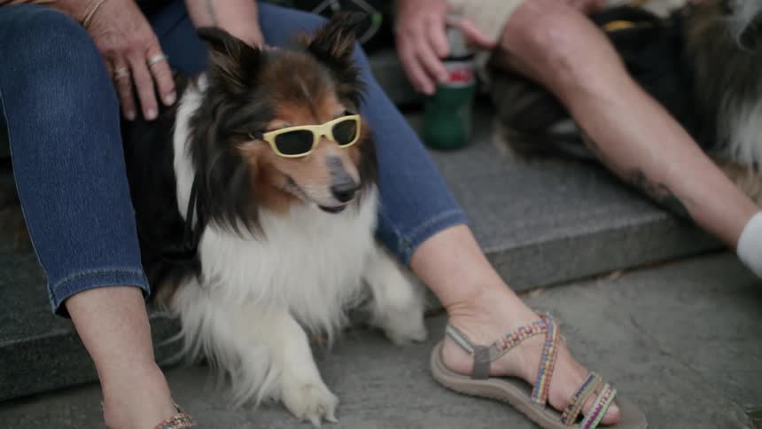 Dog with sunglasses sitting on the floor between his owners legs