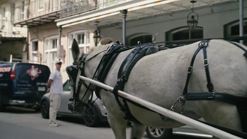 Beautiful white horse riding in a carriage on the street through the city