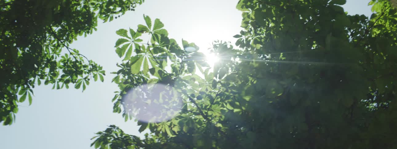 A bird flies as the leaves and branches of trees move in the breeze and the sun shines brightly above