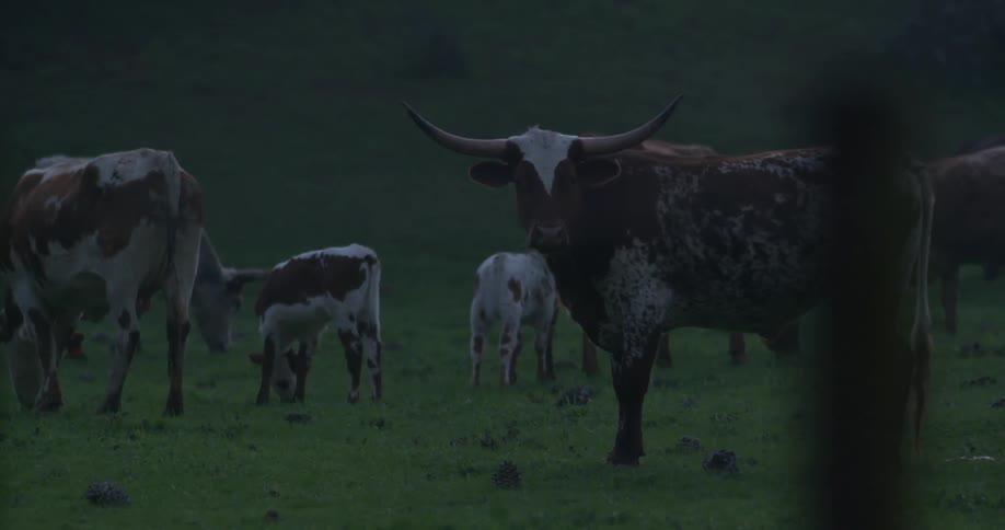 Cows grazing in a field