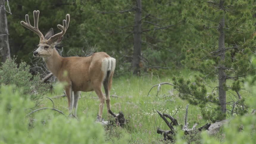 Deer in a forest eating grass