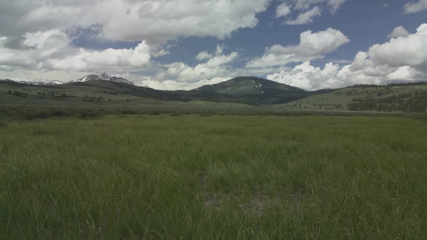 Tall grass in valley waving in the breeze