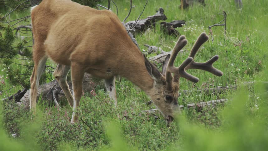 A deer with velvet antlers grazing in a green field