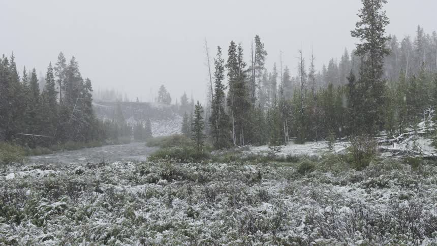 A spring snow falls on a clearing surrounded by a forest of pine trees